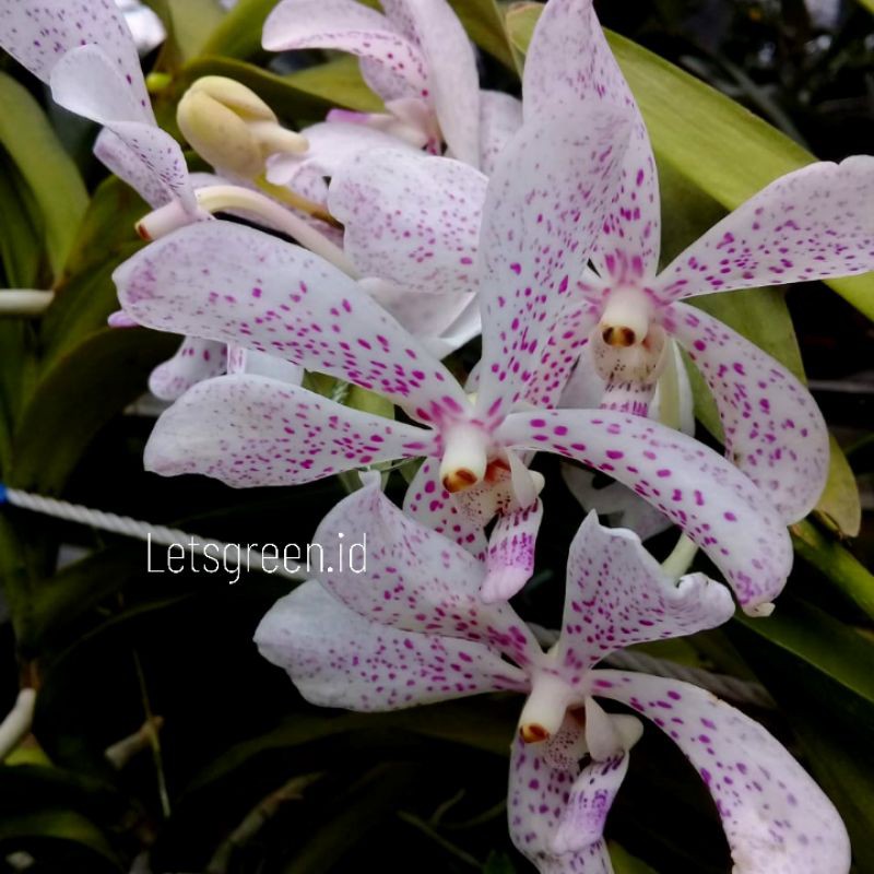 Anggrek Vanda Mokara White