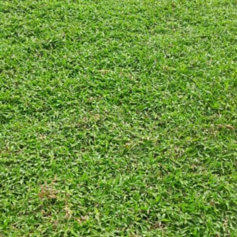 bibit rumput gajah biasa ukuran 30cmx30cm