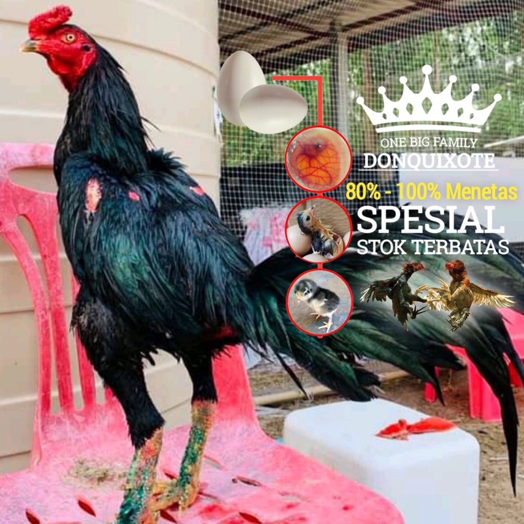 Ayam bangkok asli telur fertil pakhoy brutal
