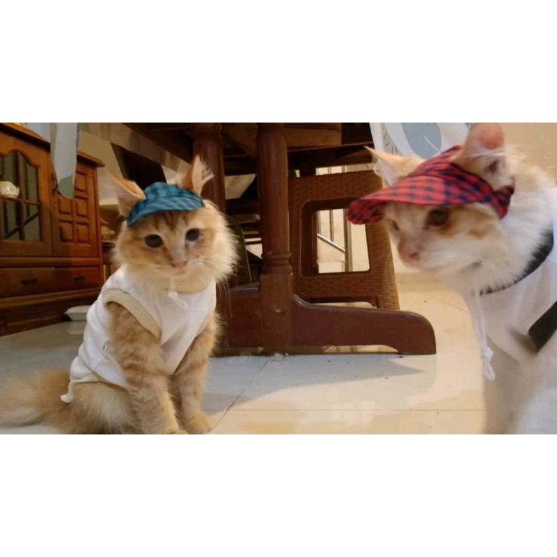 Topi kucing kitten/adult