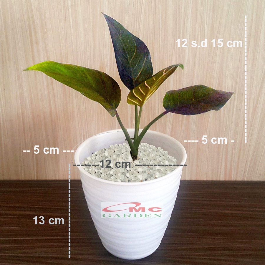 Aglonema Rotundum Sri Rejeki Srirejeki Sri Rezeki Srirezeki Tanaman Hias AGLNM-RT-01