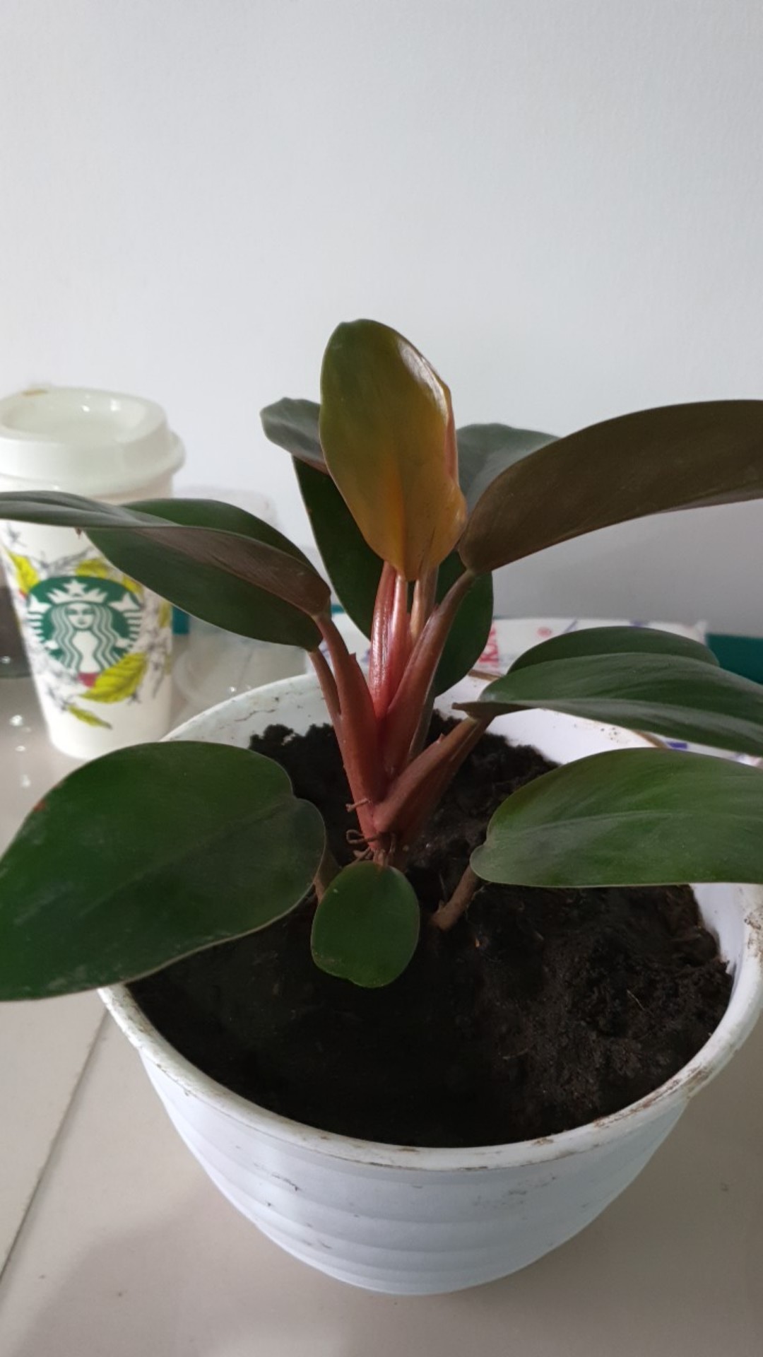 Tanaman Hias Pilodendrum Pilo Pink Congo