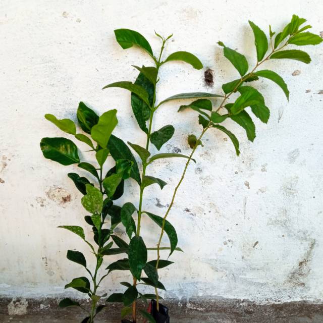 Paket hemat bibit daun salam, jeruk purut, bidara arab