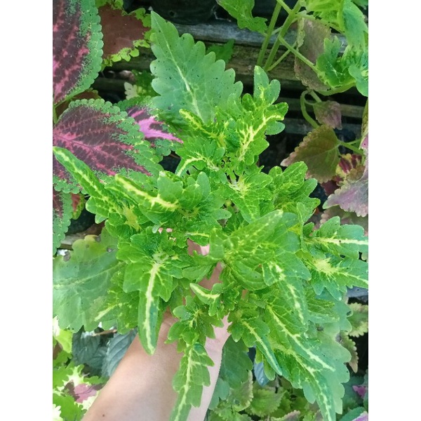 miana ekor naga hijau putih