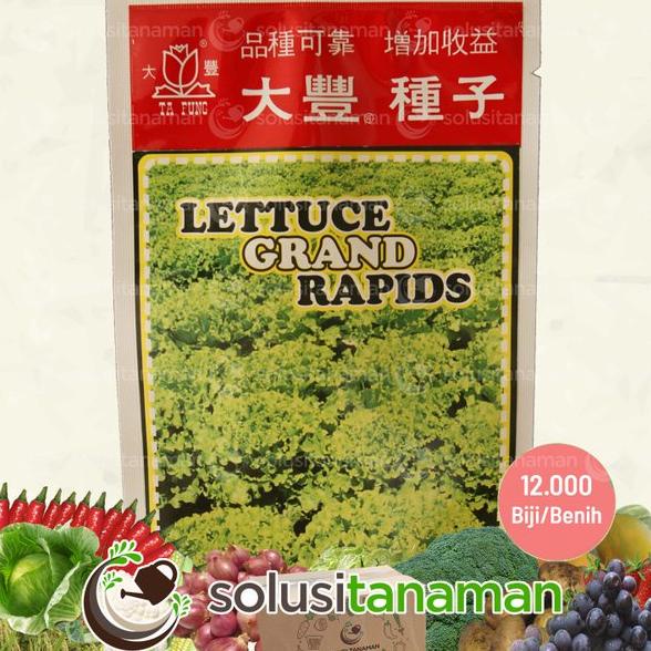 KWALITAS TERBAIK Benih Selada Bokor / Selada Keriting " Lettuce Grand Rapids " @10gr - Biji Benih Sa