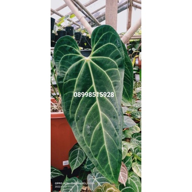 kuping gajah dark mama ORIGINAL