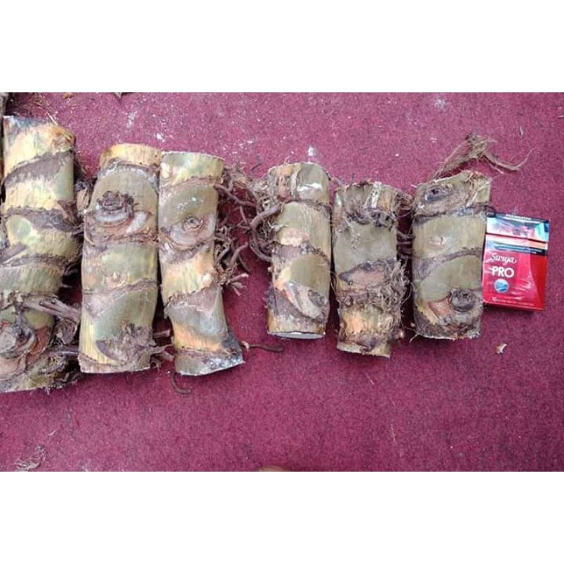 bonggol philodendron melanochrysum / bonggol melano