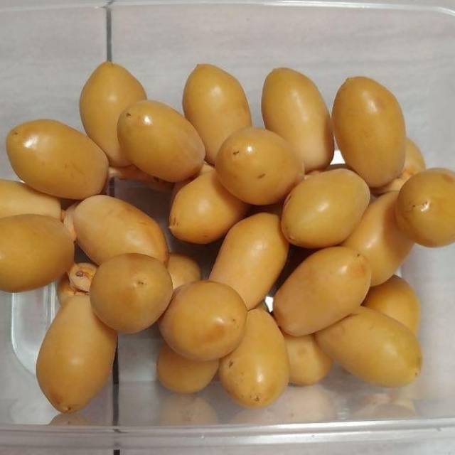 

Kurma muda