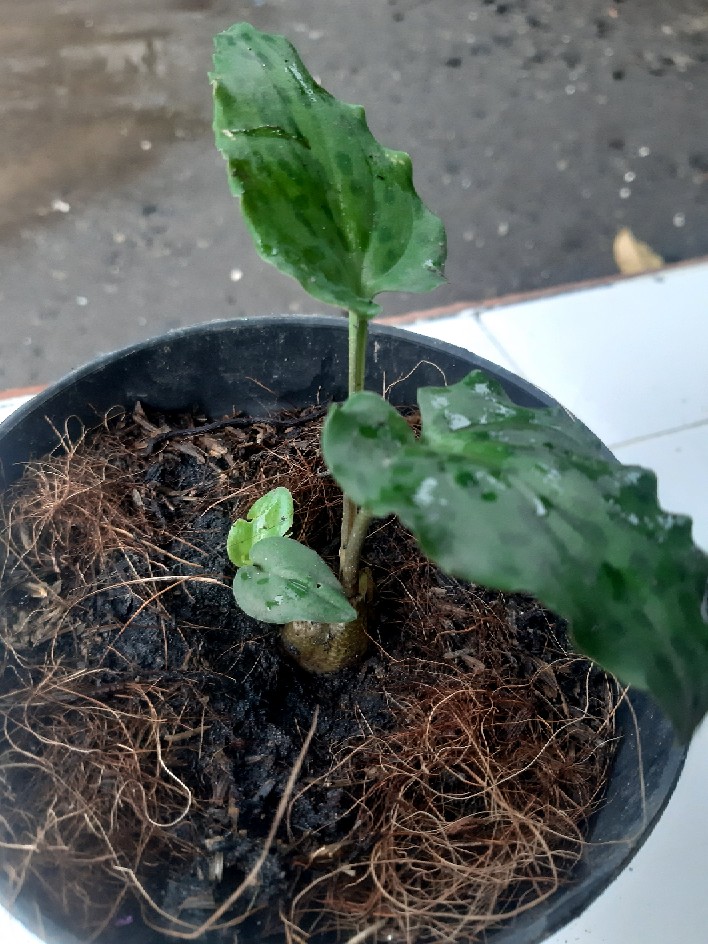 Paket Starter Kit Hidroponik (wick System) 9 Lubang 2 Bak