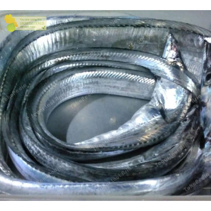 

Ikan Layur Segar Ikan Layur Fresh Ikan Hasil Laut Segar