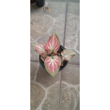 Caladium Thailand Rot remaja