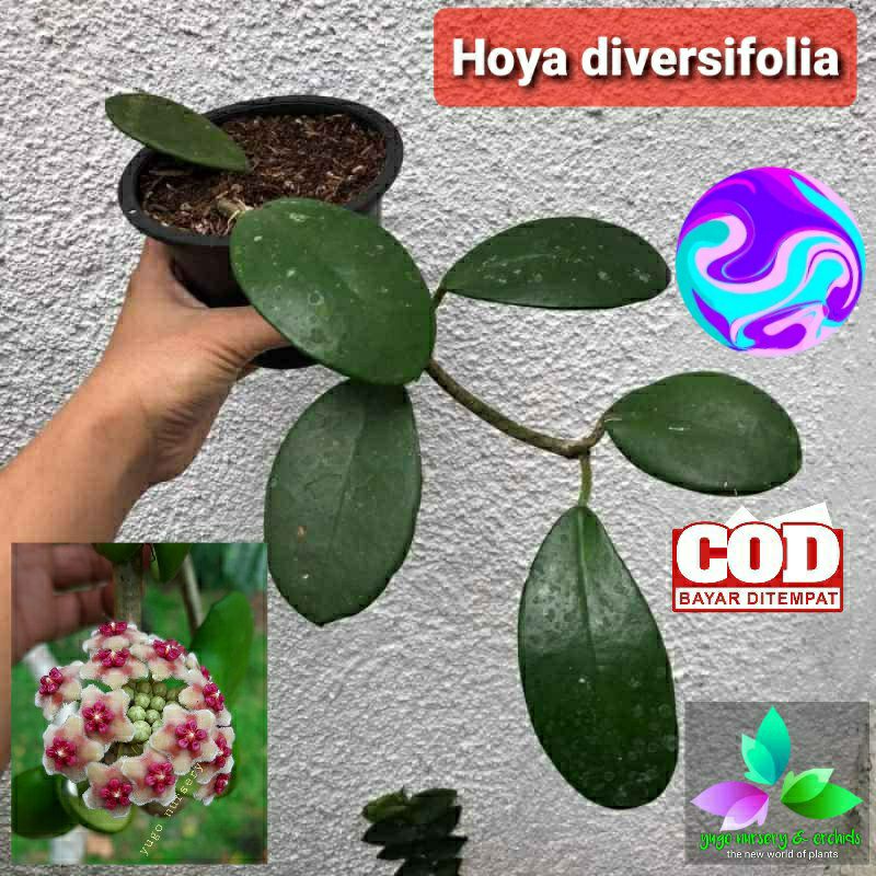 Hoya diversifolia