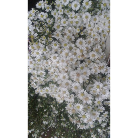Paket Tanaman Bunga Aster Pikok (aster amellus) 100rb 8 pohon 4 Warna