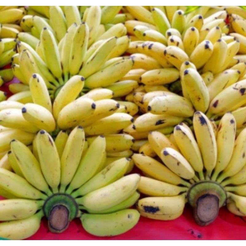 

PISANG MAS MANIS ( HARGA 1 SISIR MATANG POHON )