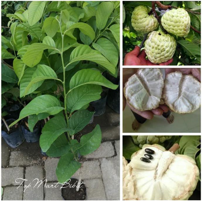 Bibit Tanaman Srikaya Jumbo Tanpa Biji br3k