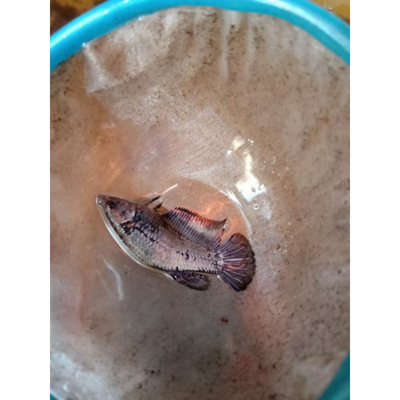 FEMALE AVATAR COOPER