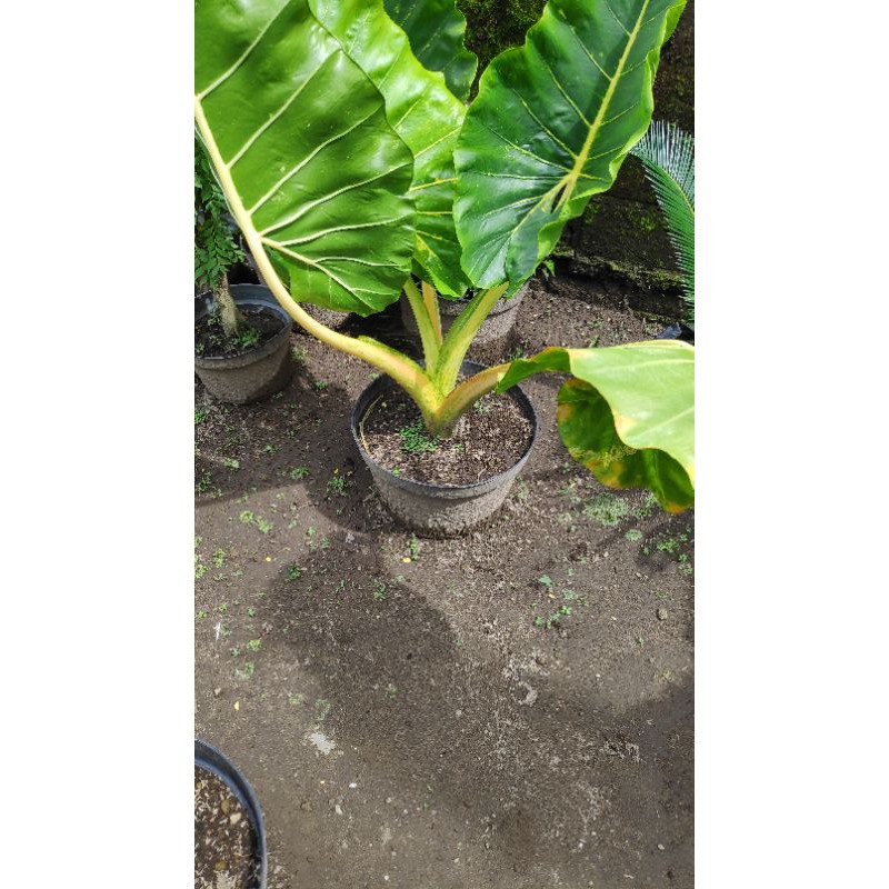Senthe Kuning Wulung Alocasia Gold