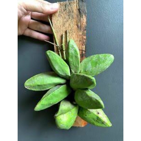 Hoya dischidia major