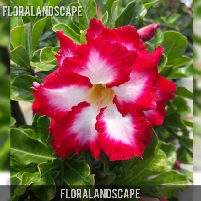 Bibit bunga adenium DRUNKEN CONSORT /bibit kamboja adenium