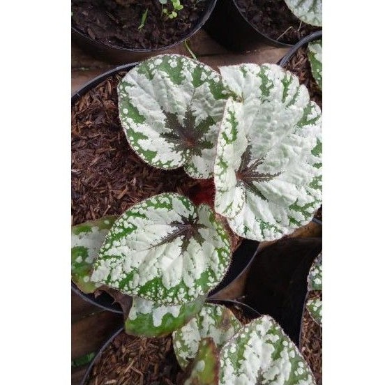 Begonia rex silver merah