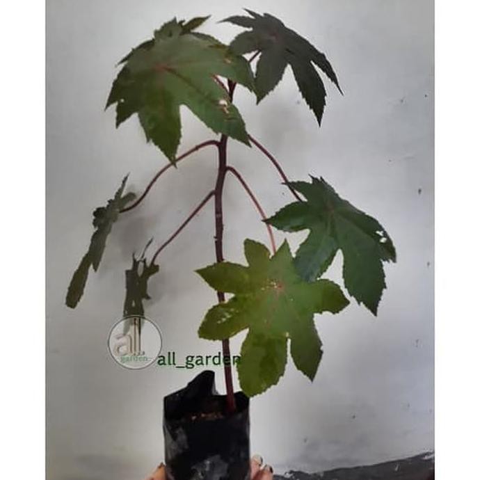 Pjr Bibit Tanaman Jarak Kepyar Merah