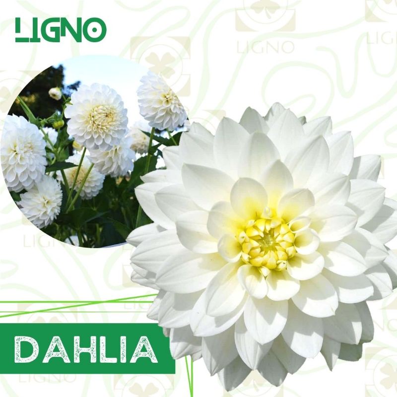 Benih DAHLIA WHITE - Biji Bunga