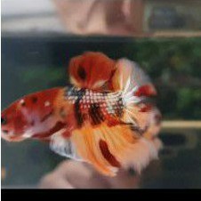 cupang nemo cooper gold