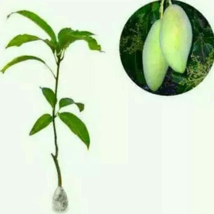 Frtn C4T Bibit Mangga Kio Sawai Bssg