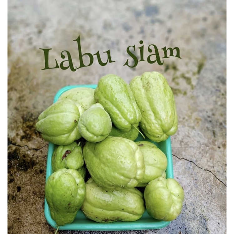 

labu siam mini 250gr