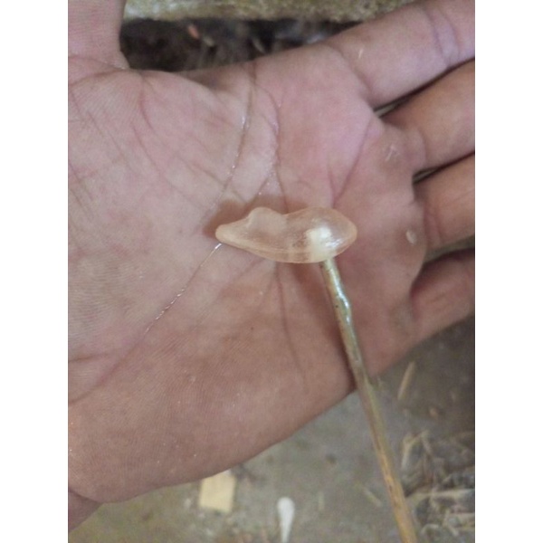 molding soft frog 3 & 3,5 cm