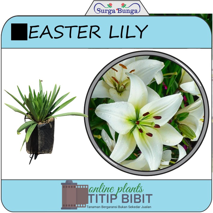 Tanaman Bunga Easter Lily Dewasa