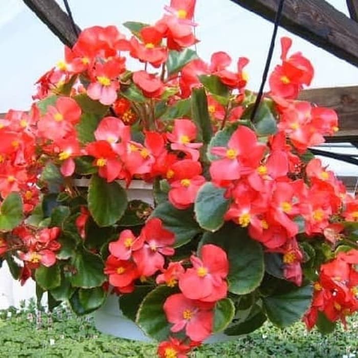 Tanaman Hias Begonia Merah