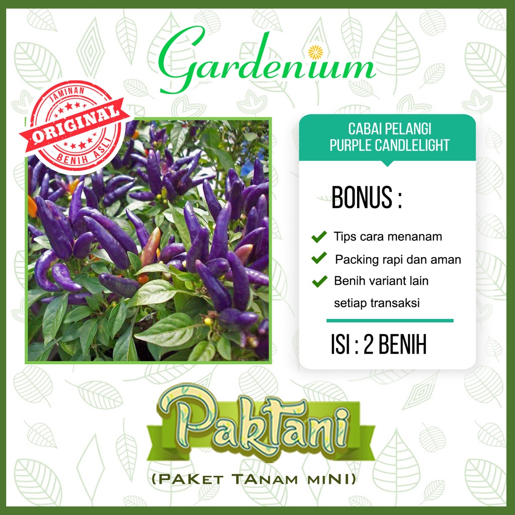 2 Benih Cabai Pelangi Purple Candlelight Tanaman Cabe Hias Ornamental Paktani