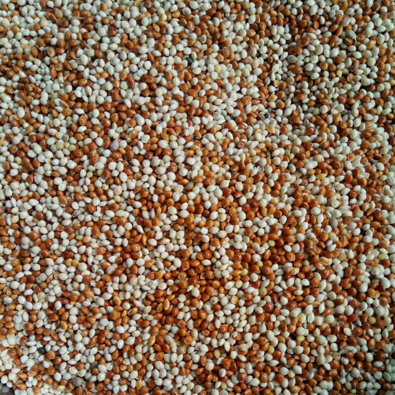 MILET MIX PEMULAH PETS NETTO 1 KG MILET MERAH DAN MILET PUTIH KEMASAN 1 KG