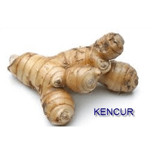

Kencur Bumbu Dapur BUmbu mentah 250 gram