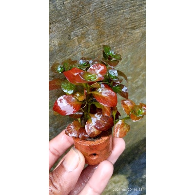 Ludwigia mexicana /35batang