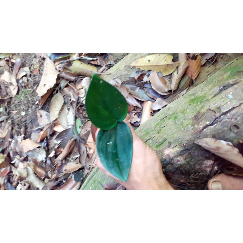 scindapsus treubii dark form