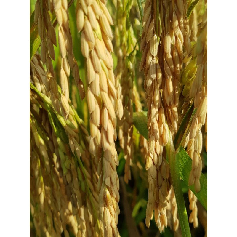 Bibit padi Rajasa 01 Original 1kg