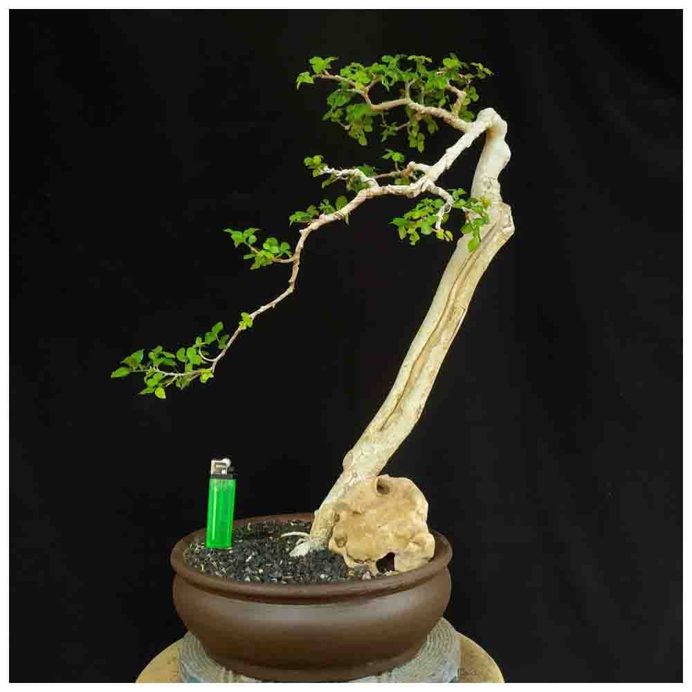 Tanaman Hias Bonsai Pohon Serut Gaya Bunjiin Literati Style Shopee Indonesia