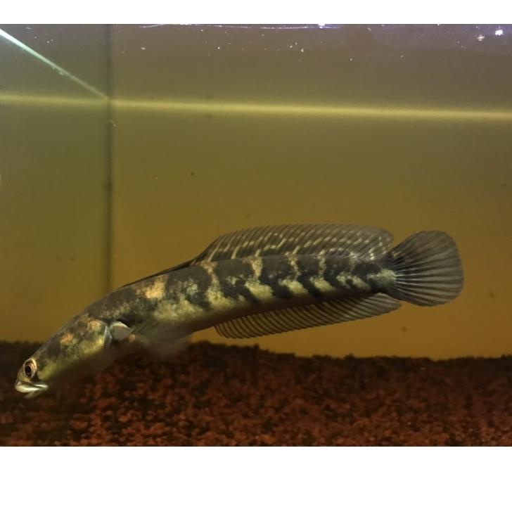 Paling Sesuai.. channa ys 15-20cm