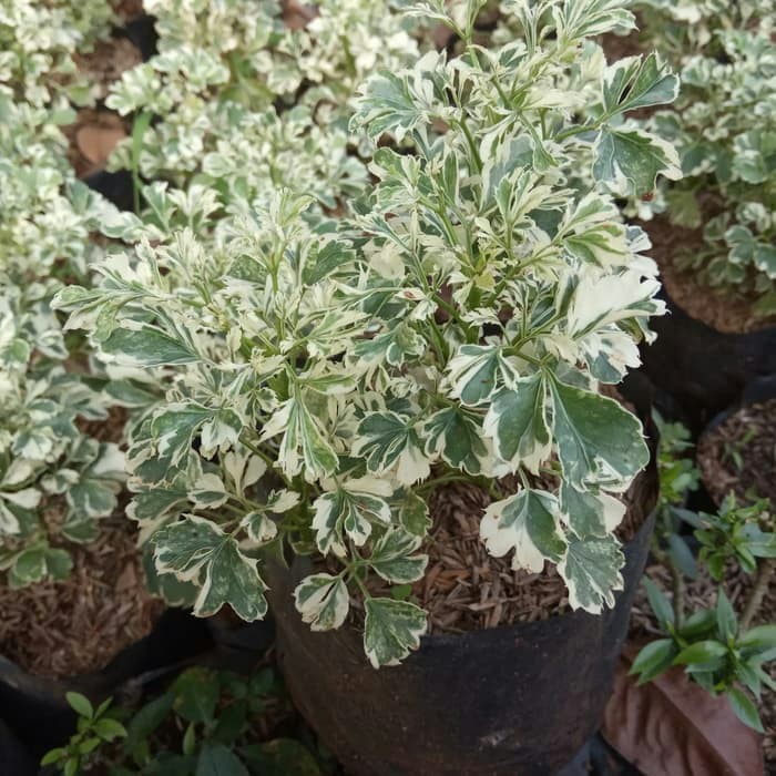 tanaman hias andong laut - andong varigata - andong laut