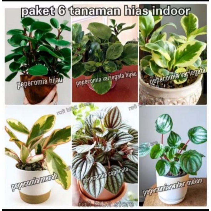 Paket 6 Tanaman Hias Jenis Peperomia