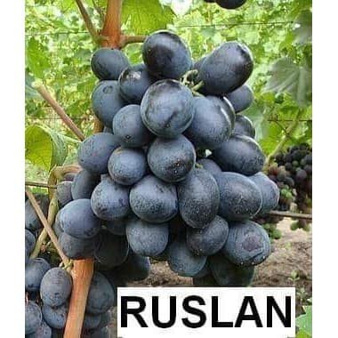 Asli Bibit anggur import Ruslan