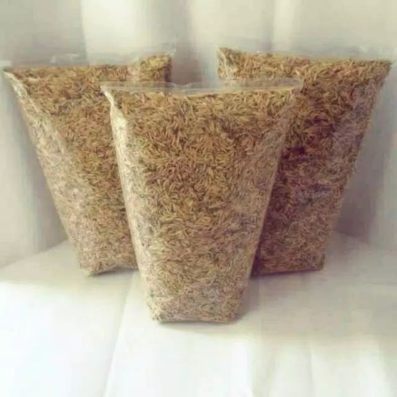 Sekam padi / media tanam sekam