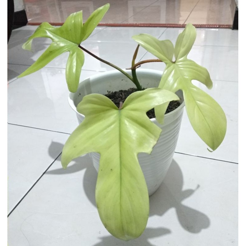 Philodendron Florida Ghost/merpati