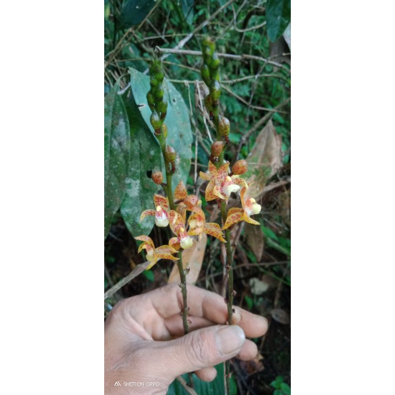 

plocoglotis javanica