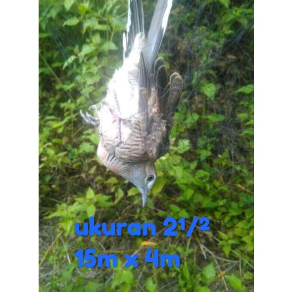 Ukuran 2¹/²" 15m x 4m jaring burung perkutut