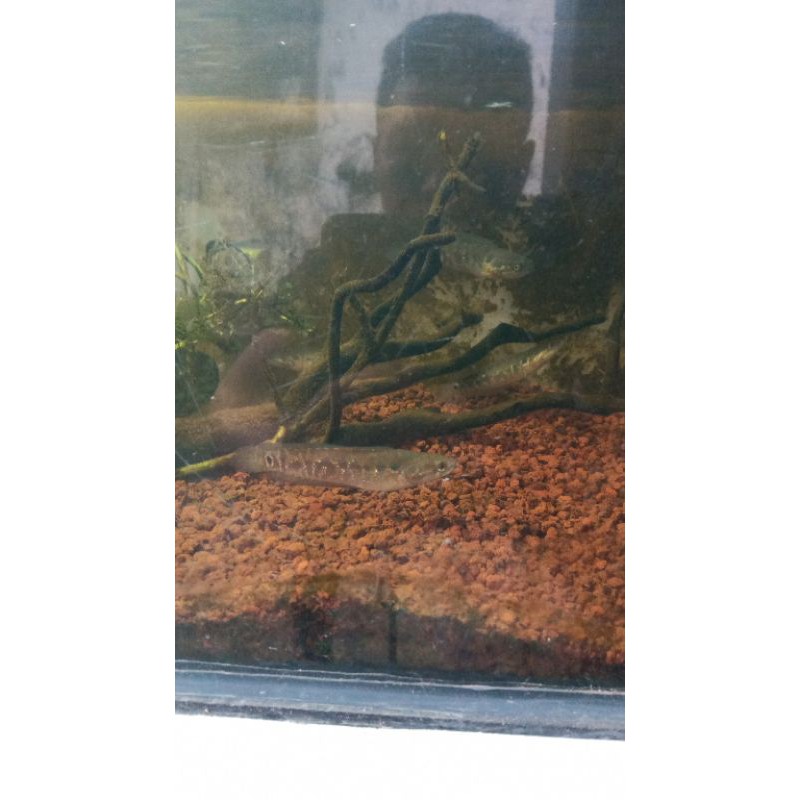 ikan channa asiatica rsws 7-8cm