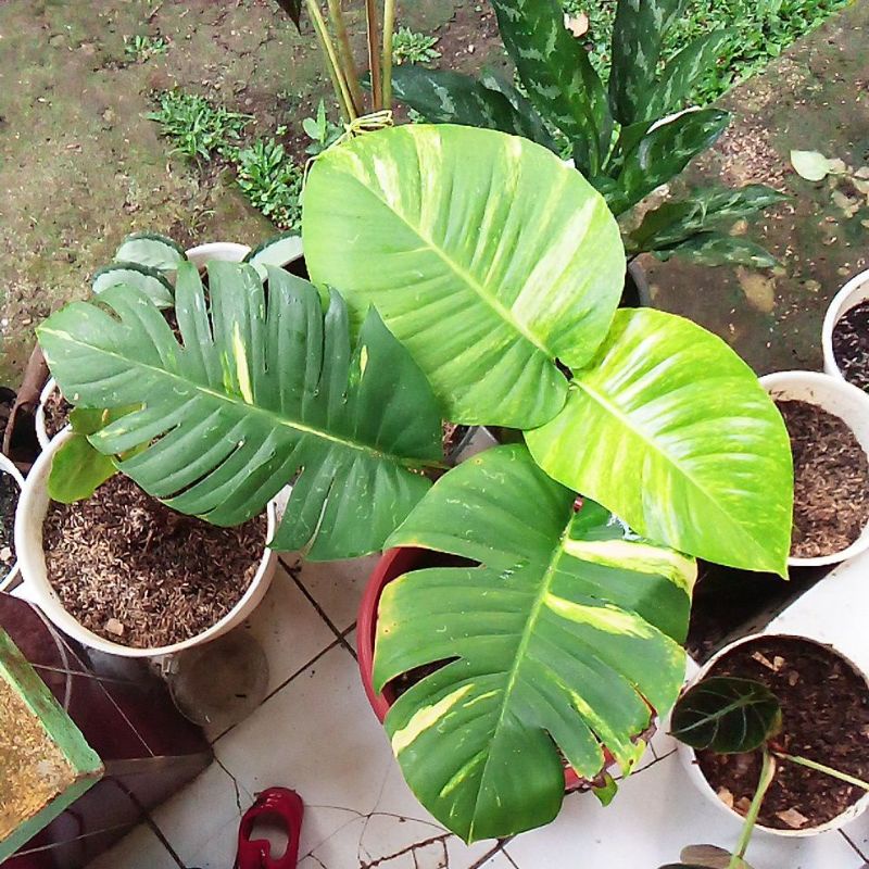 Sirih gading jumbo pariegata /Monstera Raisa/epipremnum aureum