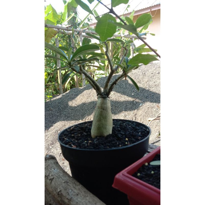 adenium cabang seribu
